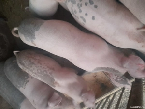 De vanzare Eladó soldani  - imagine 3