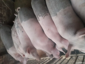 De vanzare Eladó soldani  - imagine 5