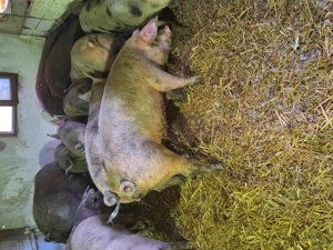 Porci de carne de vânzare  - imagine 3