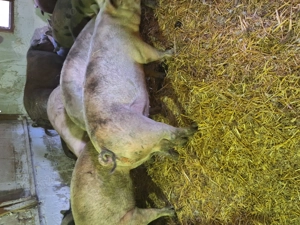 Porci de carne de vânzare  - imagine 2