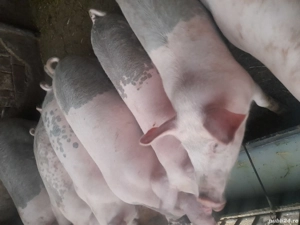 De vanzare Eladó soldani  - imagine 4