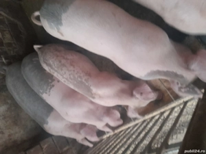 De vanzare Eladó soldani  - imagine 2