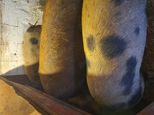 Porci de carne de vânzare  - imagine 4