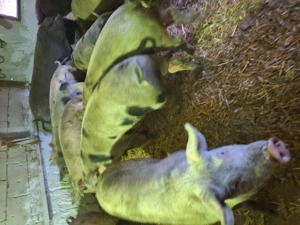 Porci de carne de vânzare  - imagine 5