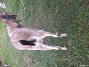 De vanzare Eladó  - imagine 2