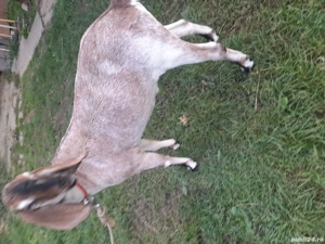 De vanzare Eladó  - imagine 3