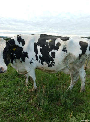 vand o vaca foarte buna de lapte - imagine 2