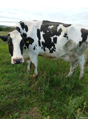 vand o vaca foarte buna de lapte