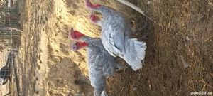 vand 3 curcani  - imagine 2