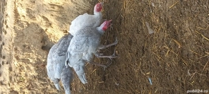 vand 3 curcani  - imagine 3