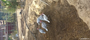 vand 3 curcani  - imagine 4