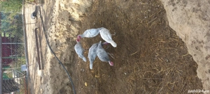 vand 3 curcani  - imagine 5