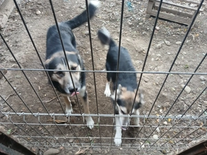 Vand sau schimb  - imagine 2 Vand sau schimb  - imagine 2