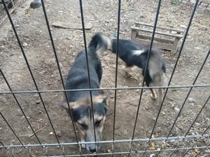 Vand sau schimb  - imagine 3 Vand sau schimb  - imagine 3