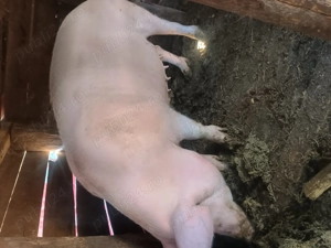 Vânzări porci - imagine 2