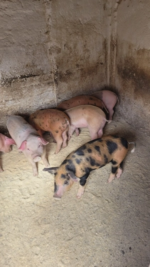 Vând purcelasi de șapte săptămâni. - imagine 2 Vând purcelasi de șapte săptămâni. - imagine 2