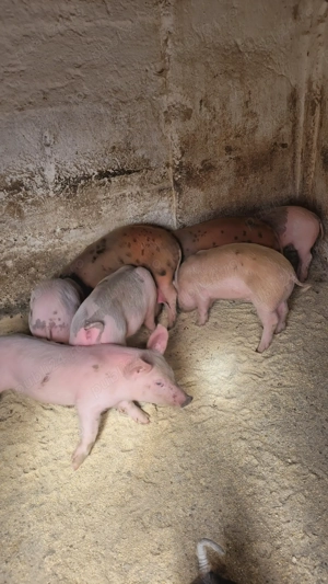Vând purcelasi de șapte săptămâni. - imagine 3 Vând purcelasi de șapte săptămâni. - imagine 3