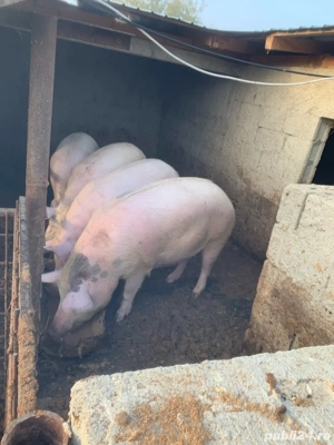 Porci pentru Craciun .Purcei de vanzare, 500 lei bucata.