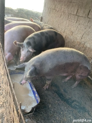 Porci pentru Craciun .Purcei de vanzare, 500 lei bucata. - imagine 2