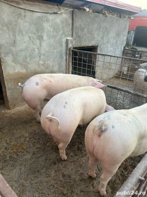 Porci pentru Craciun .Purcei de vanzare, 500 lei bucata. - imagine 4