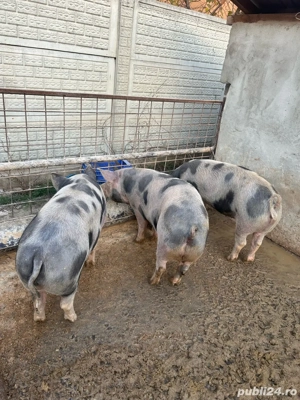 Porci pentru Craciun .Purcei de vanzare, 500 lei bucata. - imagine 5