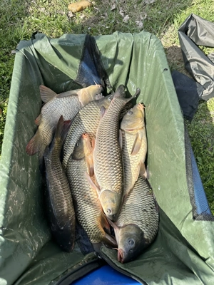 Puiet peste 2 veri, crap, cteno, novac, sanger si caras - imagine 2