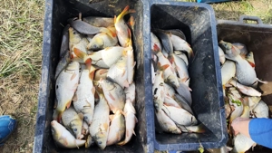 Puiet peste 2 veri, crap, cteno, novac, sanger si caras