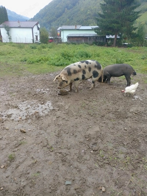 Vând porc pt sacrificat 