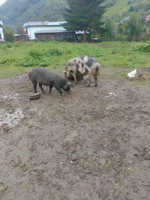 Vând porc pt sacrificat  - imagine 2 Vând porc pt sacrificat  - imagine 2