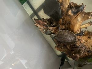 Broscute testoase  - imagine 4 Broscute testoase  - imagine 4