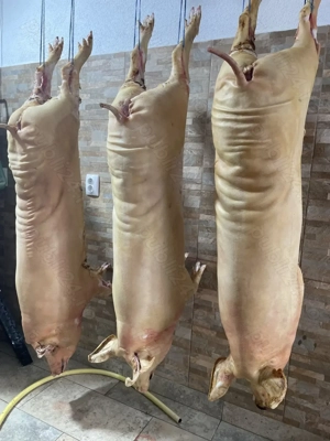 Porci Soldani Purcei pentru protap