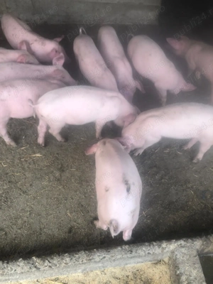 Purcei de 10 saptamani