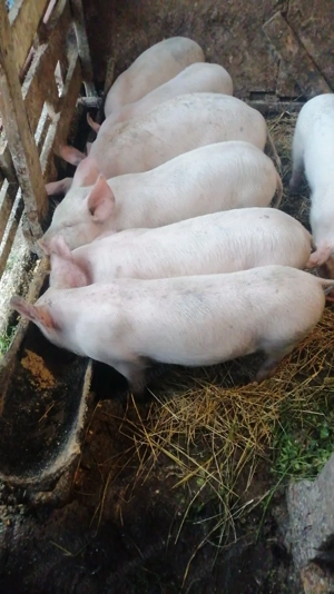 Purcei marele alb 10 săptămâni  - imagine 4 Purcei marele alb 10 săptămâni  - imagine 4