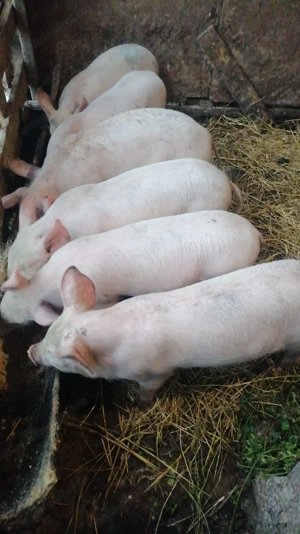 Purcei marele alb 10 săptămâni  - imagine 3 Purcei marele alb 10 săptămâni  - imagine 3