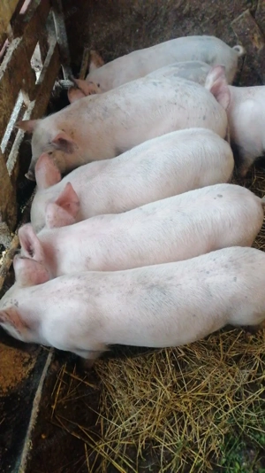 Purcei marele alb 10 săptămâni  - imagine 2 Purcei marele alb 10 săptămâni  - imagine 2
