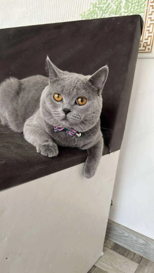 British Shortair Silver - imagine 2