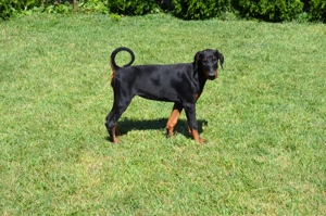 Femela doberman neagra cu pedigree