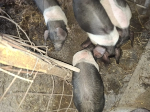 Purcei porci bazna mangalita