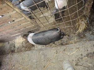 Purcei porci bazna mangalita - imagine 2