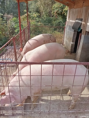 porci de carne de vanzare