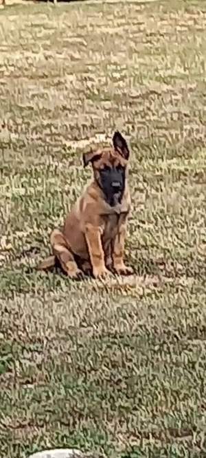 Câini ciobănești malinois - imagine 2