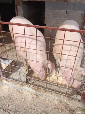 porci de carne de vanzare - imagine 2