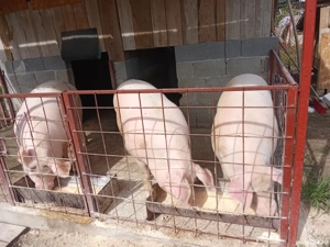 porci de carne de vanzare - imagine 3