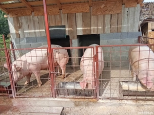 porci de carne de vanzare - imagine 5