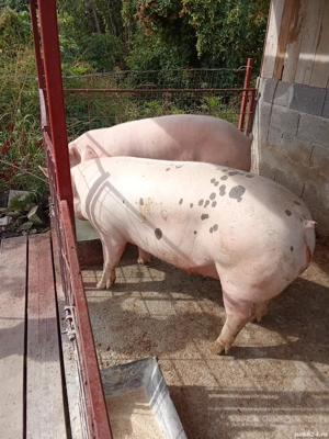 porci de carne de vanzare - imagine 4
