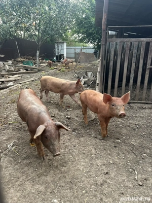 Vand purcei  - imagine 4 Vand purcei  - imagine 4