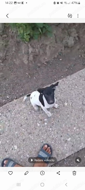 Vand brac german - imagine 3 Vand brac german - imagine 3