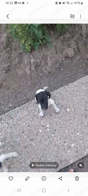 Vand brac german - imagine 5 Vand brac german - imagine 5