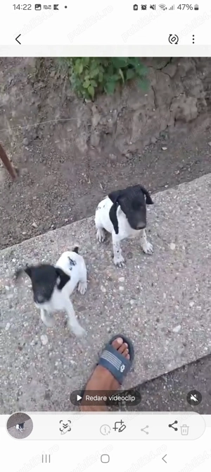 Vand brac german - imagine 4 Vand brac german - imagine 4