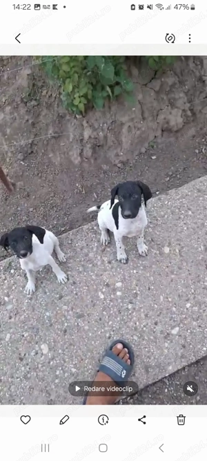 Vand brac german - imagine 2 Vand brac german - imagine 2